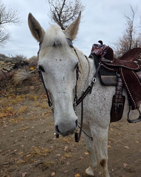 Hermes, a flea-bitten grey horse wearing a bridle and a tooled leather saddle, looking at the camera.