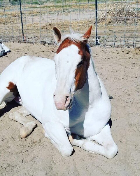 Jack, a white horse with a chestnut patch over his ears and eye, lying in the sand and looking at the camera.